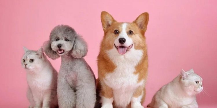 Los mejores consejos de seguridad para viajar con tu mascota