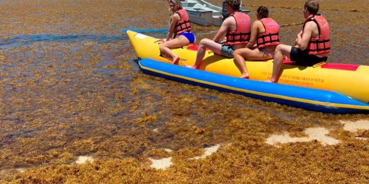 Sargazo en playas del Este daña el turismo y el hábitat marino
