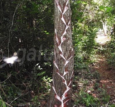 Tala furtiva para favorecer industria turística de Holbox tiene a producción chiclera cardenense al borde de la desaparición