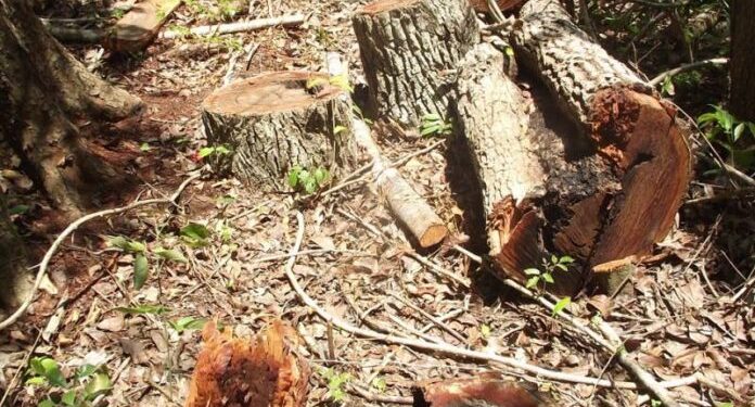 Tala furtiva para la industria turística de Holbox tiene a producción chiclera cardenense al borde de la desaparición