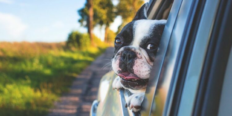 Mascotas en el auto