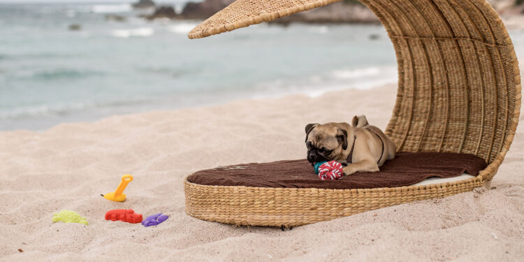 6 hoteles pet-friendly perfectos para un viaje en Riviera Nayarit