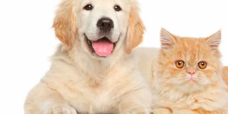 6 lugares para el cuidado de la mascota | EL UNIVERSAL