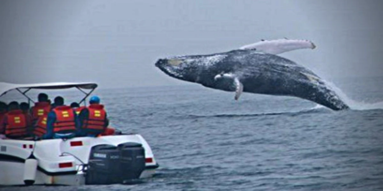 Avistamiento de ballenas en Perú 2021: conoce la mejor temporada para ver el increíble espectáculo