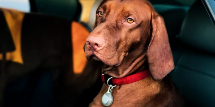 Los perros también deben de llevar cinturón de seguridad.