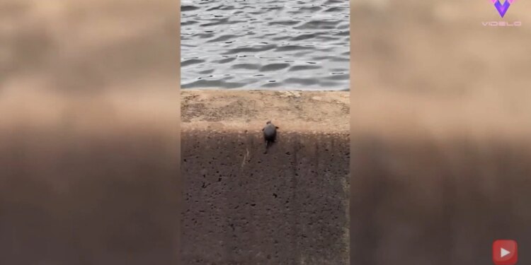 DESCONECTA.-Filman el increíble viaje de una tortuga hasta el agua trepando por una pared completamente vertical
