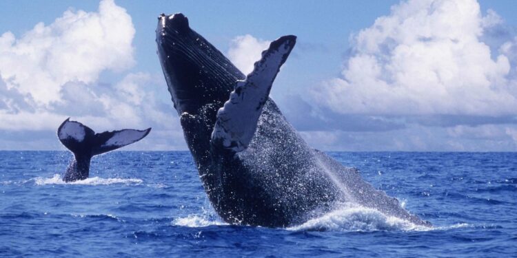Hasta noviembre las ballenas jorobadas estarán de paso por Colombia, en estos lugares las puede ver