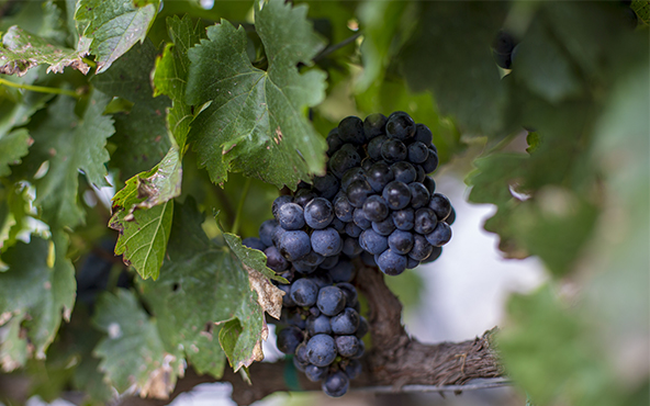 La Ruta Arte, Queso y Vino: una experiencia para líderes!