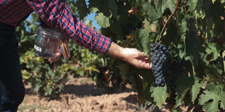 Los mejores destinos en Colombia para una escapada de vino y senderismo