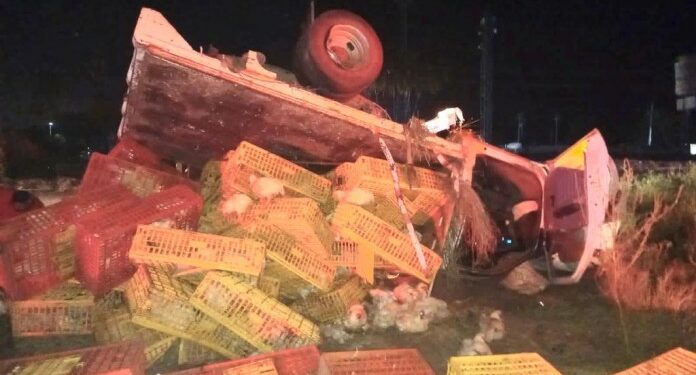 Vuelca en el crucero de Tecomán, camioneta que transportaba pollos