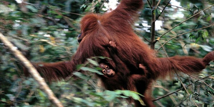Foto: Una madre orangután con su cría en el Parque Nacional Gunnung Leuser, en Sumatra, Indonesia. (Andoni Canela)