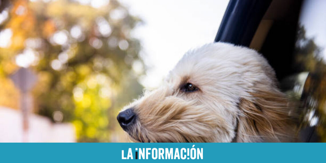 las ciudades ‘pet friendly’ para viajar con tu mascota
