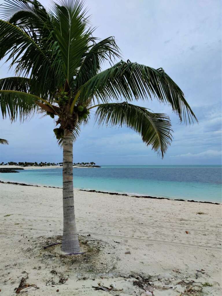 Aguas turquesas y playas vírgenes, una suave brisa que ondula las palmeras y un sol perezoso que acaricia la piel, cócteles exóticos y foodtrucks con comida bahameña, champagne y ostras, snorkel entre corales y fiestas descalzos al anochecer. En algún lugar de Islas Bimini, refugio de Ernest Hemingway y posible hogar de la ciudad perdida de la Atlántida, encontramos un diminuto paraíso con el nombre de Ocean Cay.
