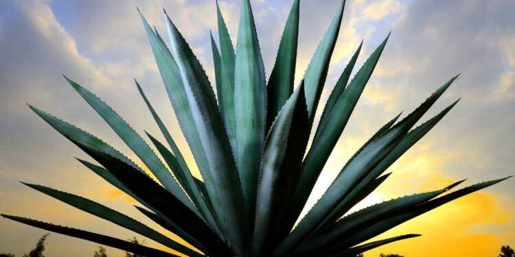 5 lugares que visitar en Tequila, Jalisco en un fin de semana