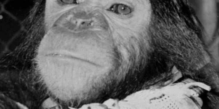 Ciencia.-Se cumplen 60 años del viaje de Enos, primer chimponauta orbital
