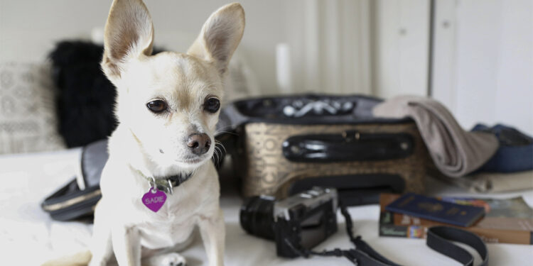 Destinos para ir de vacaciones con tu perro