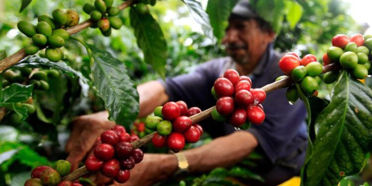 Dónde disfrutar de las mejores panorámicas de cafetales en Colombia