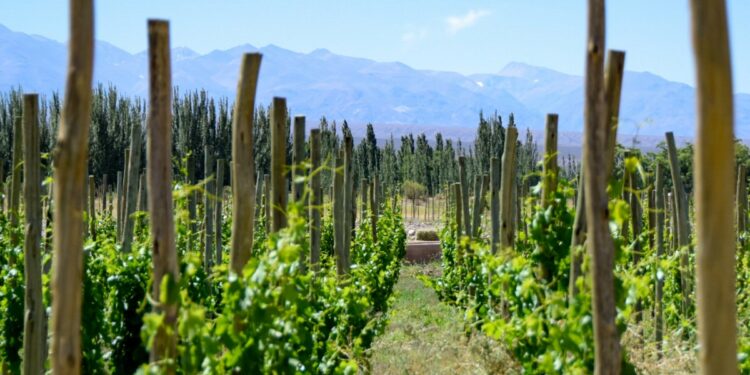 Escapadas enogastronómicas de lujo: por qué San Juan se consolida como uno de los destinos más elegidos