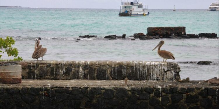 Galápagos: El archipiélago donde convergen la conservación y el turismo - Viajes