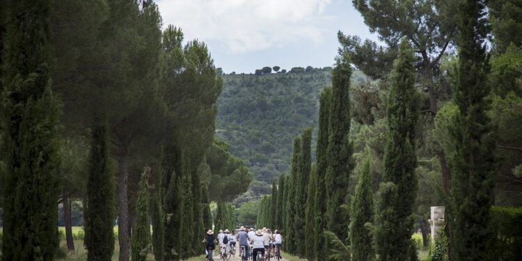 La llaman la Milla de Oro del Ribera del Duero pero ocupa bastante más de los 1.600 metros de una milla. En realidad, son unos 40 kilómetros los que separan las localidades de Peñafiel y Tudela de Duero. Buscando analogías con otras millas de oro (fundamentalmente la neoyorquina Quinta Avenida, sede de las más apreciadas firmas del lujo mundial), quienes le otorgaron el sobrenombre a esta zona lo hicieron porque en ella se concentran las bodegas más conocidas de la D. O. Ribera del Duero, además de algunas bodegas de pago, que producen muchos de los mejores vinos del país.
