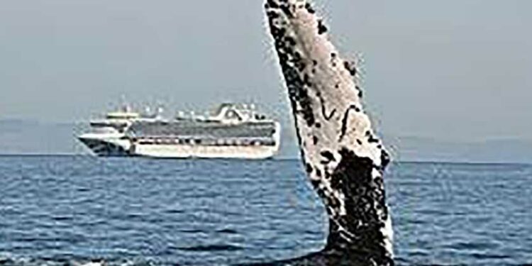 Nace oposición a puerto para mega cruceros en la Bahía de La Paz