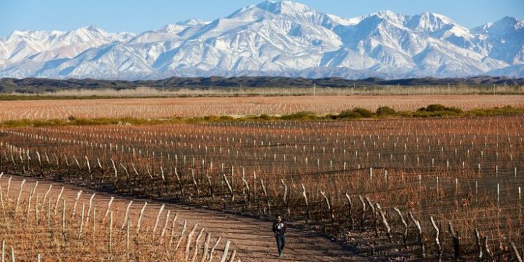 Oportunidad turística. Mendoza es la nueva capital mundial del vino