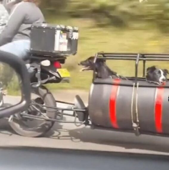 perros-viajando.jpg