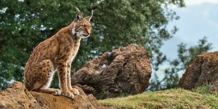 Disfrutar del lince ibérico, uno de los objetivos del viaje. Open comunicación