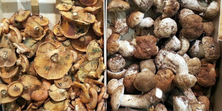 Soria, destino micológico para este otoño