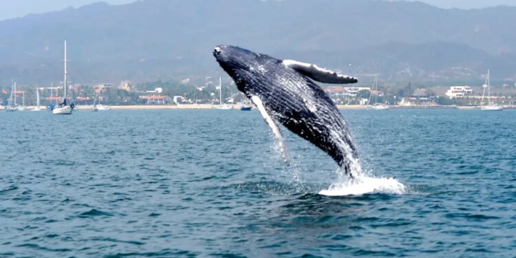 Ballena en Riviera Nayarit, México