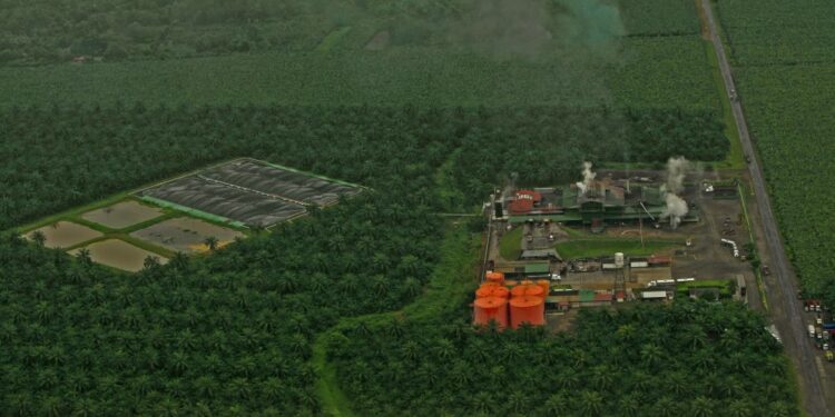 Aceite de palma, con indicadores positivos – Noticias Última Hora de Guatemala