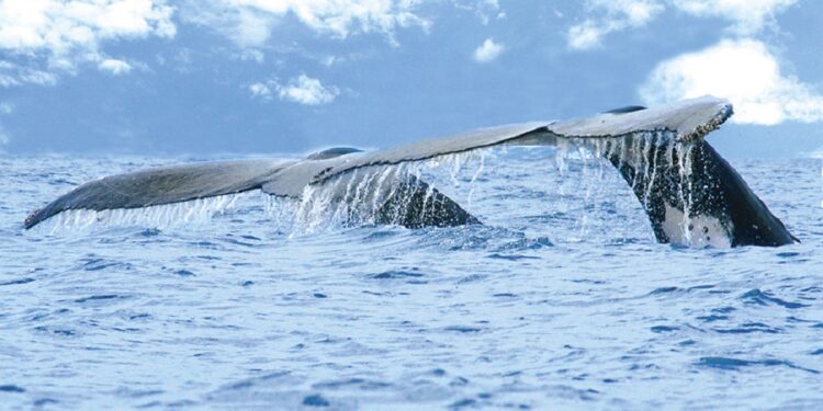 Comienza la temporada de ballenas en Riviera Nayarit