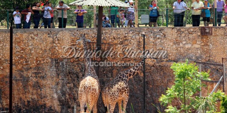 Conoce los mejores lugares para visitar en Mérida