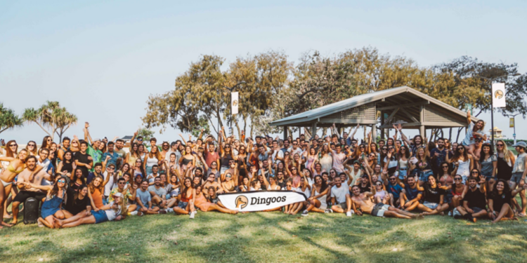 Dingoos espera a turistas australianos