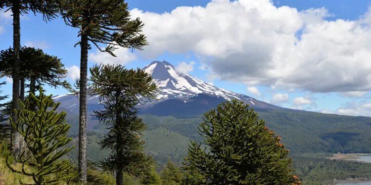 Parque Nacional Conguíllio