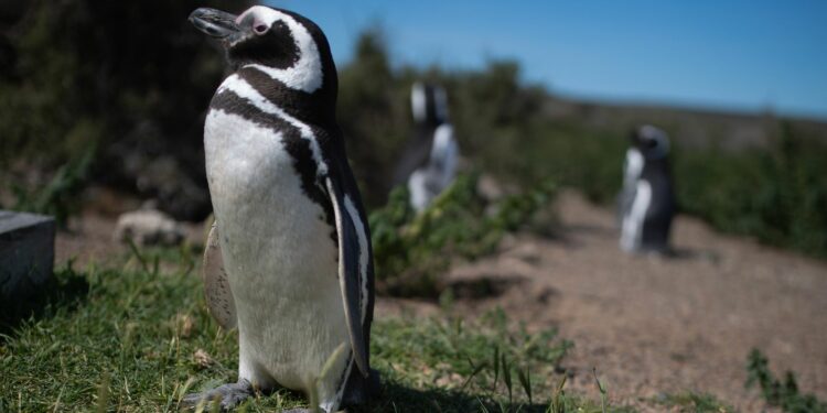 Durante el verano se pueden ver colonias de pingüinos en Estancia San Lorenzo, en Península Valdés y en Punta Tombo