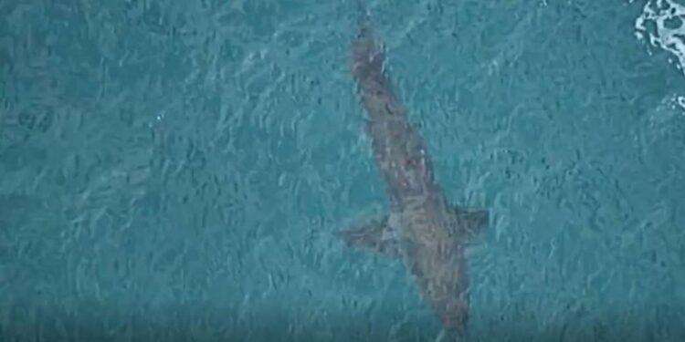 Muere un surfista tras ser atacado por un tiburón blanco en una playa de California