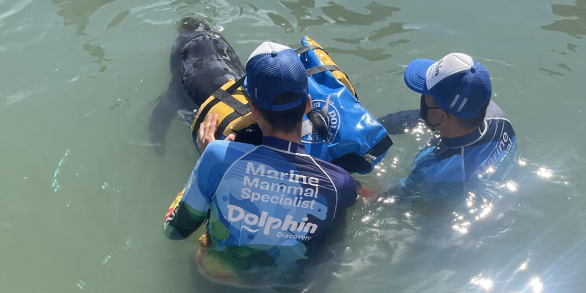 Delfín es rescatado por Veterinarios de Dolphin Discovery Los Cabos, atrapado en una red de pesca