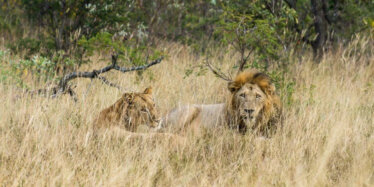 Sudáfrica no cobrará cargos de cancelación en parques nacionales