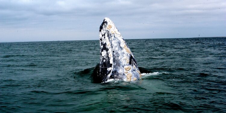 Espectáculo de ballenas