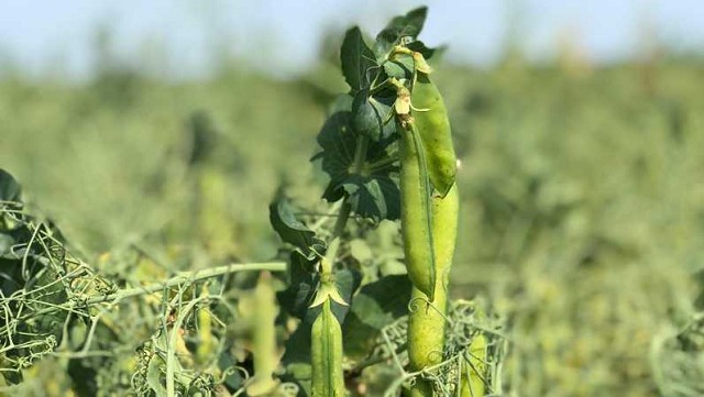 Tomorrow Foods aprovecha la tecnología blockchain de ucrop.it para mostrar la trazabilidad y la transparencia de sus sistemas proteicos vegetales