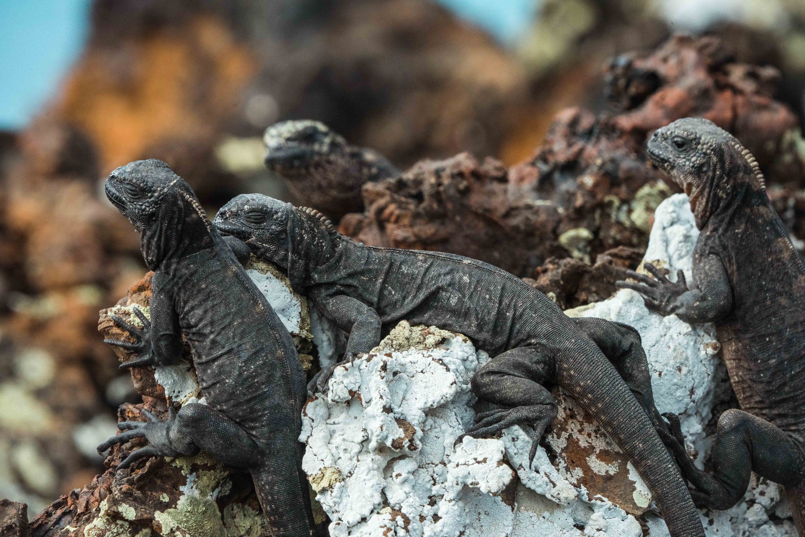 Galápagos / Unsplash