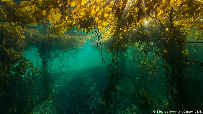 Algas amarillas en el Canal Beagle. Foto submarina.