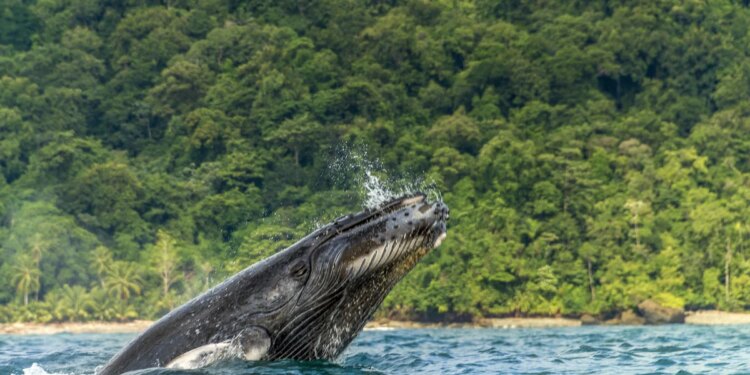 Cuatro experiencias que están posicionando a Colombia como el próximo gran ‘hotspot’ ecoturístico