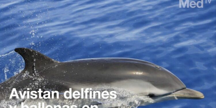 Avistan delfines y ballenas en Columbretes