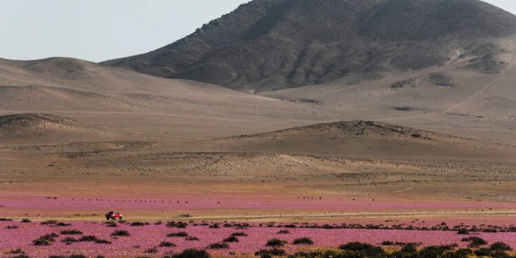 El agua del Amazonas llega hasta el árido desierto de Atacama