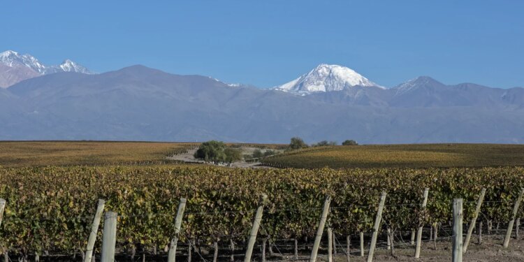 La historia del enólogo argentino récord: 45 cosechas en su haber y miles de vinos de alta gama