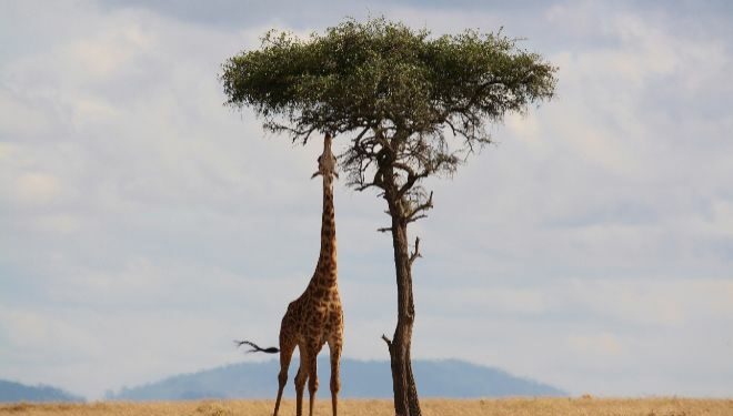 La mejor poca del ao para un safari en frica y qu necesito en el equipaje
