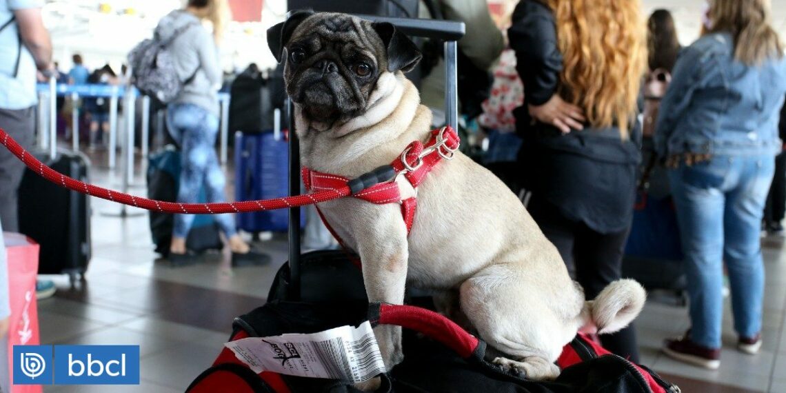 Por aumento de viajes aéreos con mascotas: Gobierno remarca protocolos y entrega recomendaciones | Economía