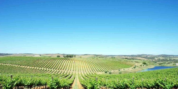 Enoturismo en Portugal